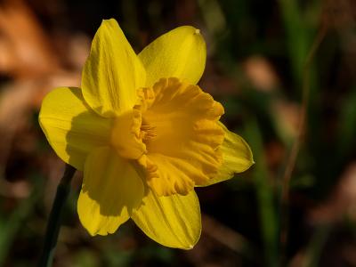 Yellow Spring4a.jpg