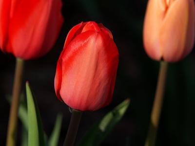 Tulip1.jpg