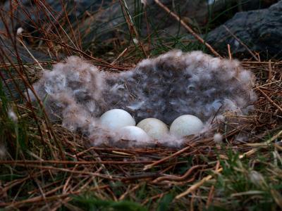 wCanada Goose Nest.jpg