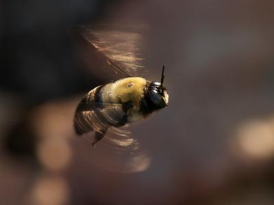 Bumble Bee in Flight1