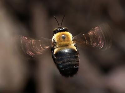 Bumble Bee in Flight2