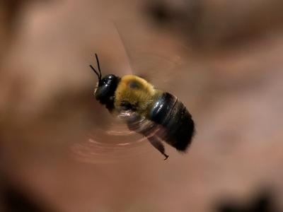 Bumble Bee in Flight3