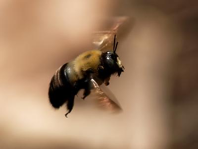 Bumble Bee in Flight4