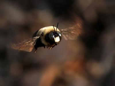 Bumble Bee in Flight5