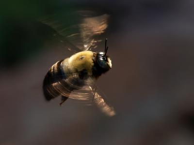 Bumble Bee in Flight6