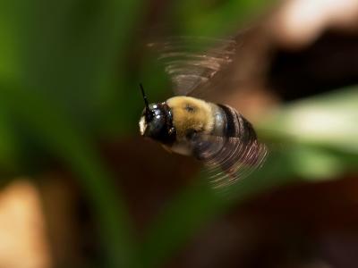 Bumble Bee in Flight7