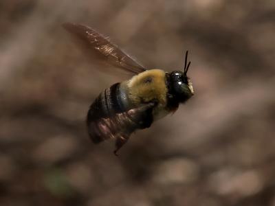 Bumble Bee in Flight8