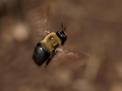 Bumble Bee in Flight9