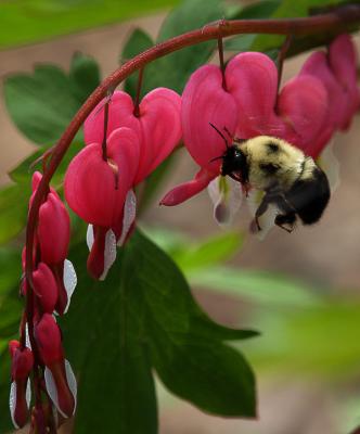 Bumble Bee and Bleeding Hearts1