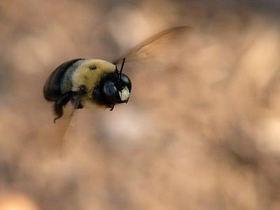 Bumble Bee Flighta
