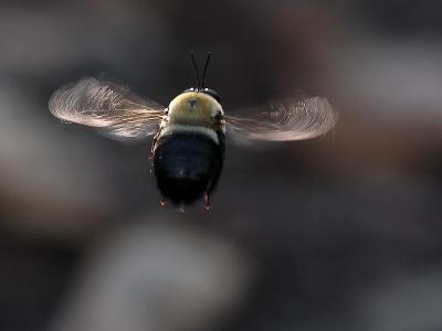 Bumble Bee Flightb