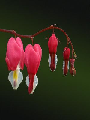 wBleeding Heart2.jpg