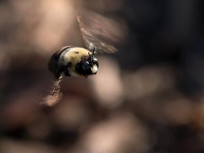 Bumble Bee Flight