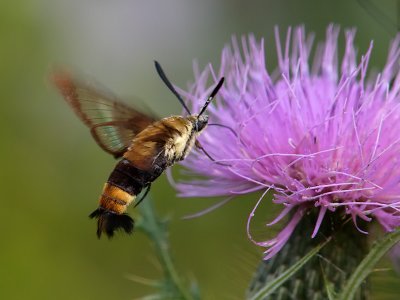 HBClearwing Moth4