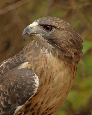 wRedtail Hawk4.jpg