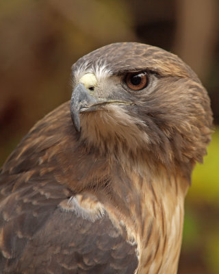 wRedtail Hawk5.jpg