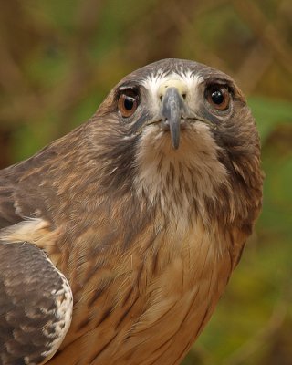wRedtail Hawk3.jpg