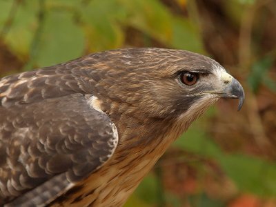 wRedtail Hawk8.jpg