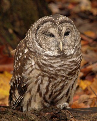 wBarred Owl2.jpg