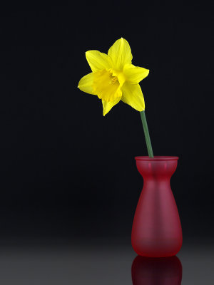 wDaff in Vase3 frm-sig P3230165.jpg