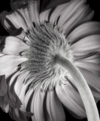 wGerbera Daisy2 P3310458 bw.jpg