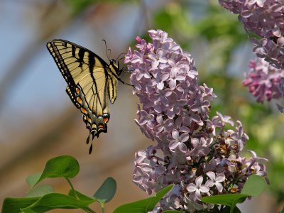 wTiger Swallowtail  Lilac1a P4251074.jpg