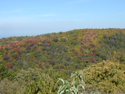 P1010020.JPG