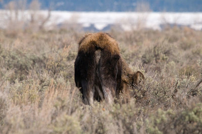 yellowstone2008