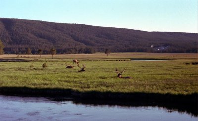 yellowstone_scenics