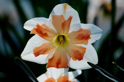 mobot_april_2008