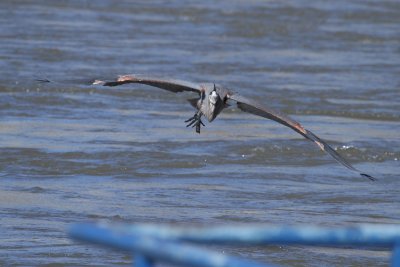 heron_1_31_10