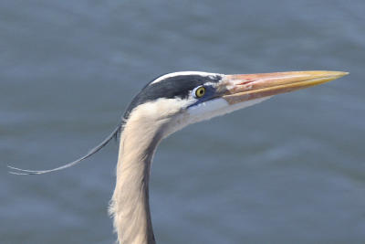 GBH_300x2_100crop.jpg