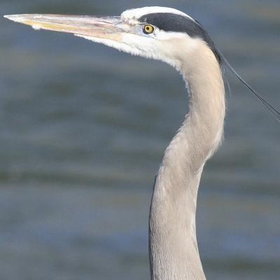 GBH_300x2g_100crop.jpg