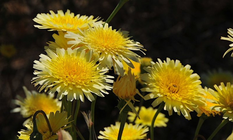 Desert Dandelion, Near Trona