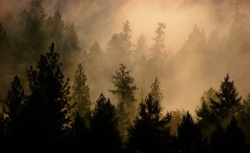 Fog in the Feather River Canyon