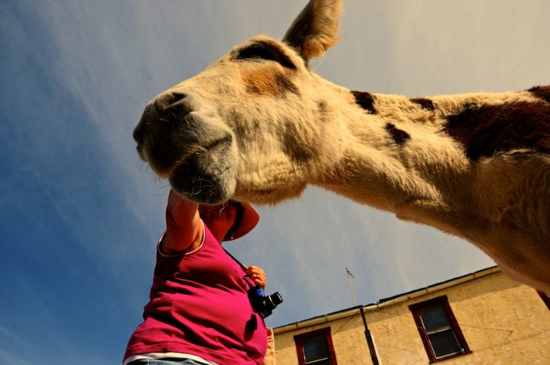 Tourist with Burro, Seligman