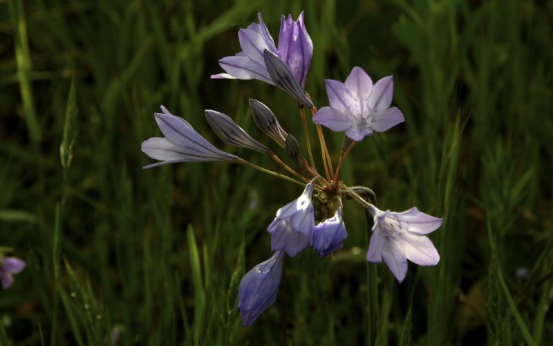 Wildflowers in Upper Bidwell Park