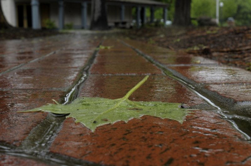 Leaf and Walkway, Bidwell Mansion State Historic Park