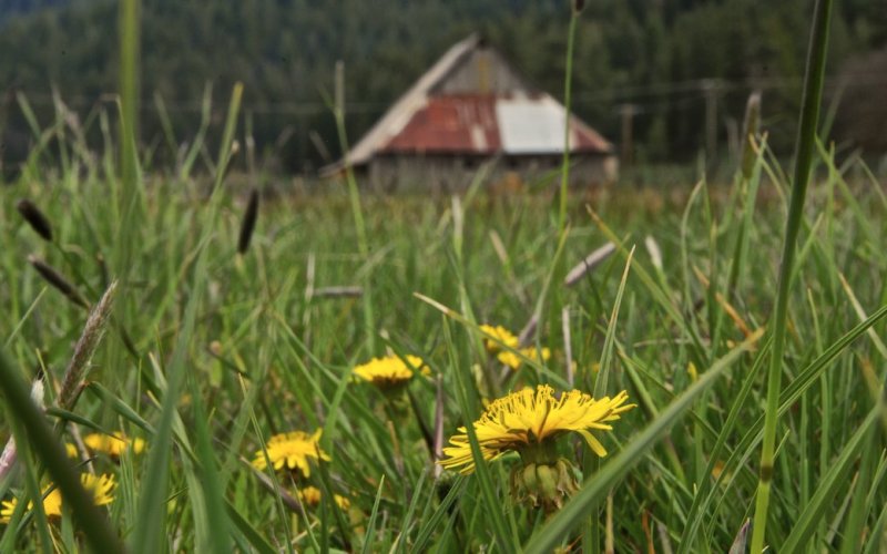 Dandelions and Barn, Taylorsville, California