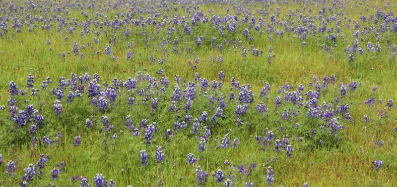 Field of Lupines, Table Mountain (Above the Town of Oroville)