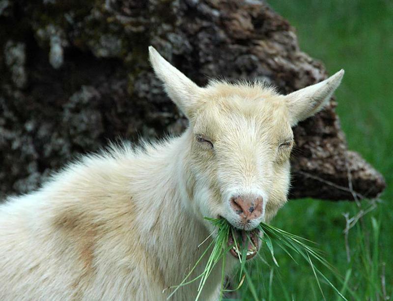 Happy Goat!