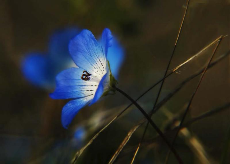 Baby Blue Eyes at Carrizo Plain