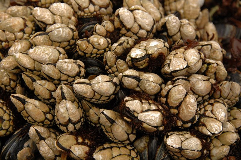 Gooseneck Barnacles