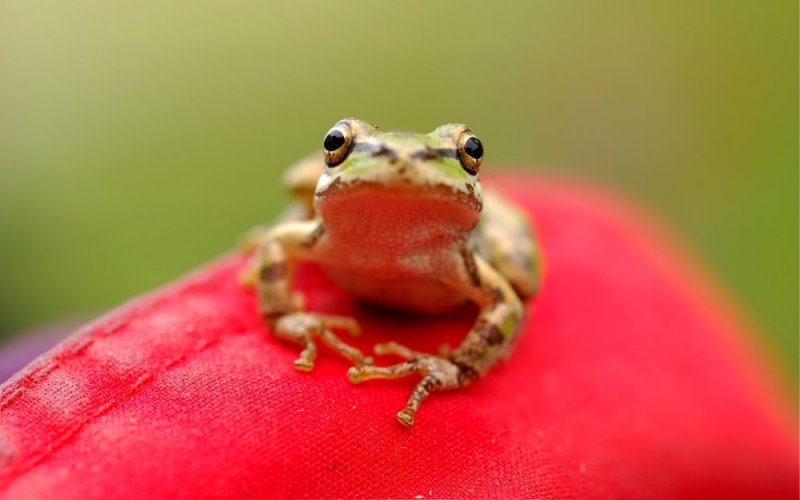 Tree Frog