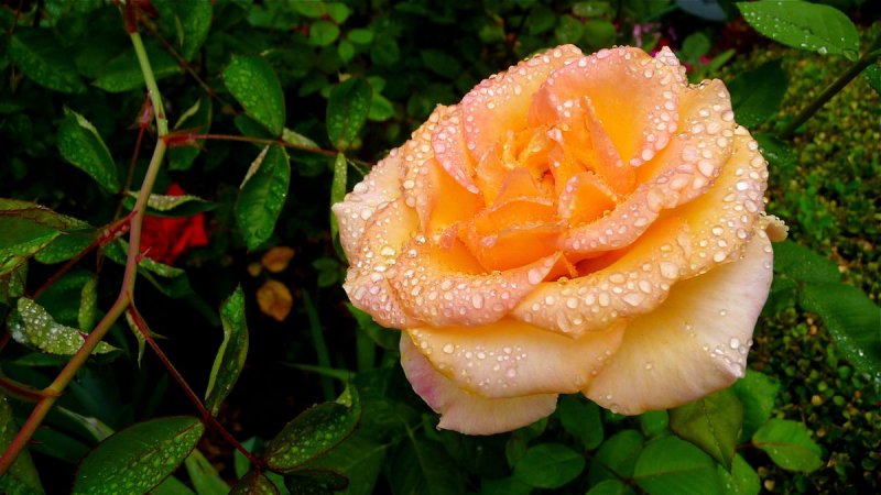 Wet Rose