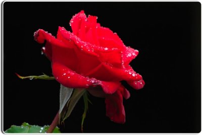 Rose After the Rain, Carmel, California