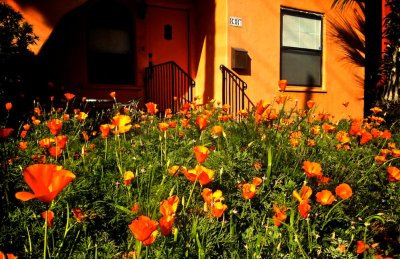 Poppies - Los Angeles