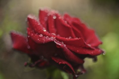 Wet Rose at Chico State