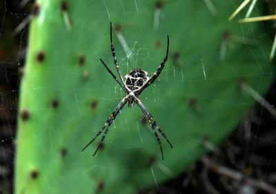 November 21, 2005 - Spider and Cactus