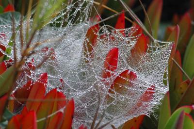 Spiderweb, Dew, Ice Plant